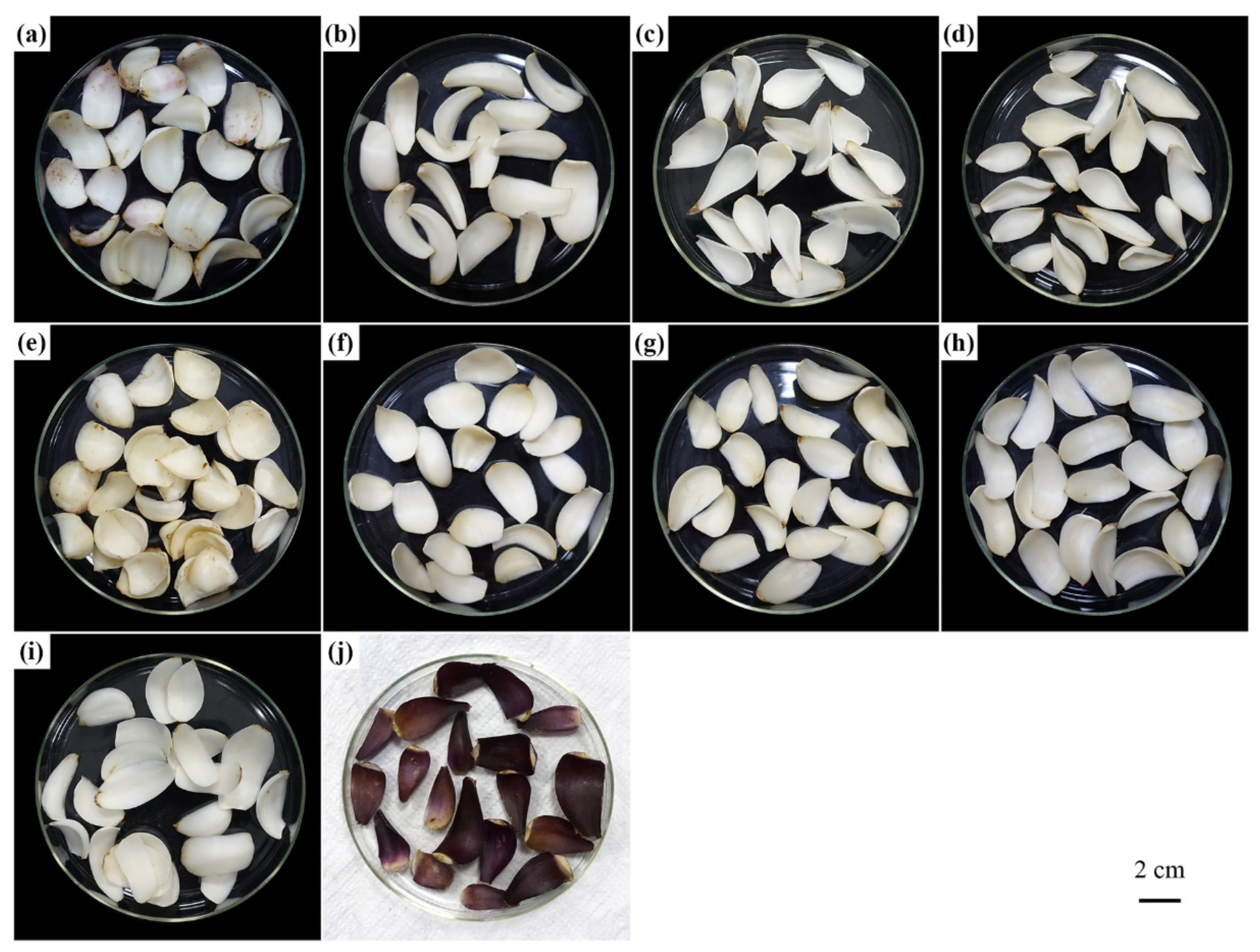 Molecules Free Full Text Metabolome Based Discrimination Analysis Of Five Lilium Bulbs Associated With Differences In Secondary Metabolites Html