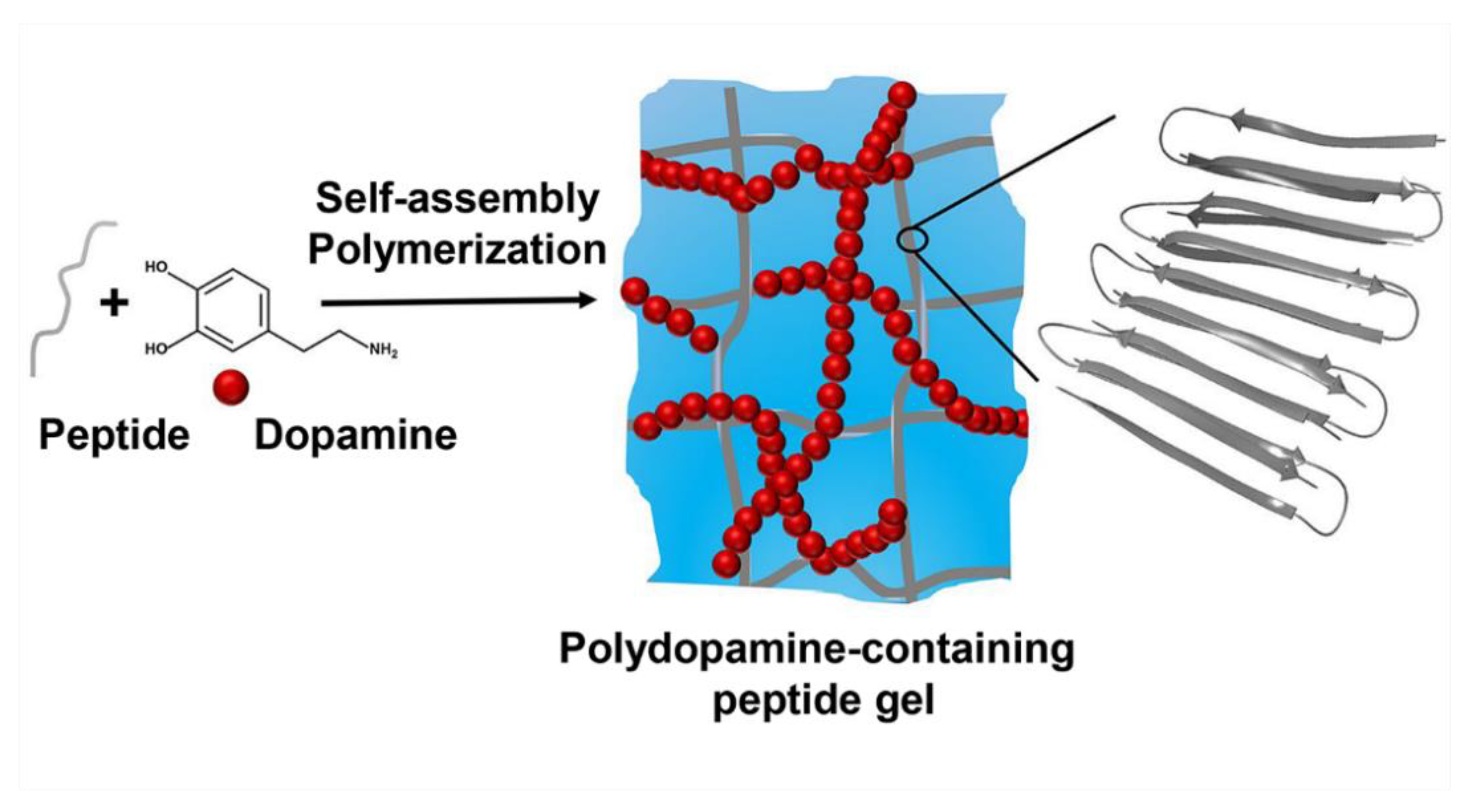Molecules Free Full Text Dopamine Self Polymerization As A Simple And Powerful Tool To