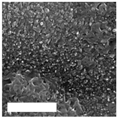 Molecules 26 01418 i006 Molecules 26 01418 i006