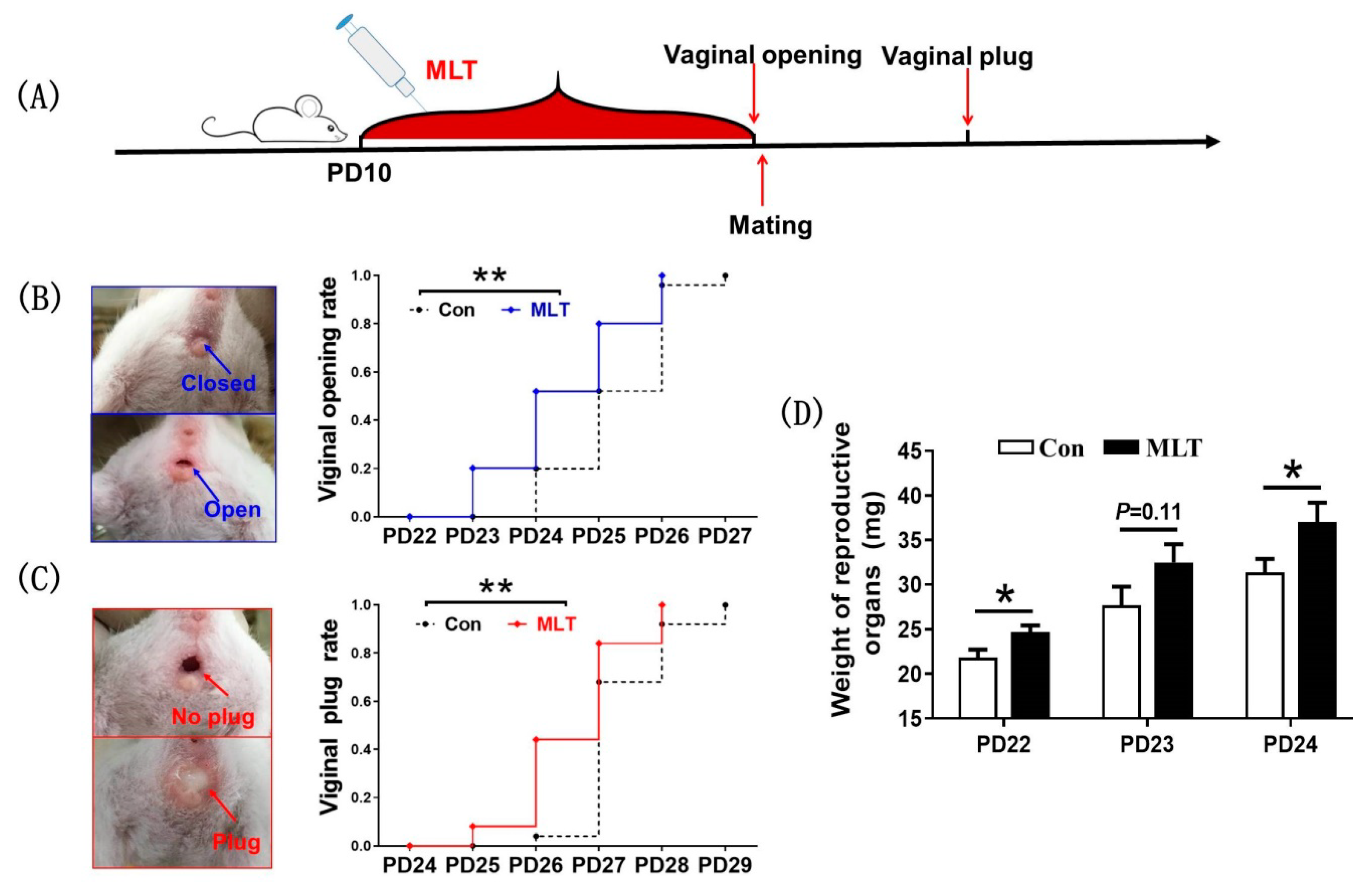 Melatonin's effects on female mice's vaginal opening rate (n = 13