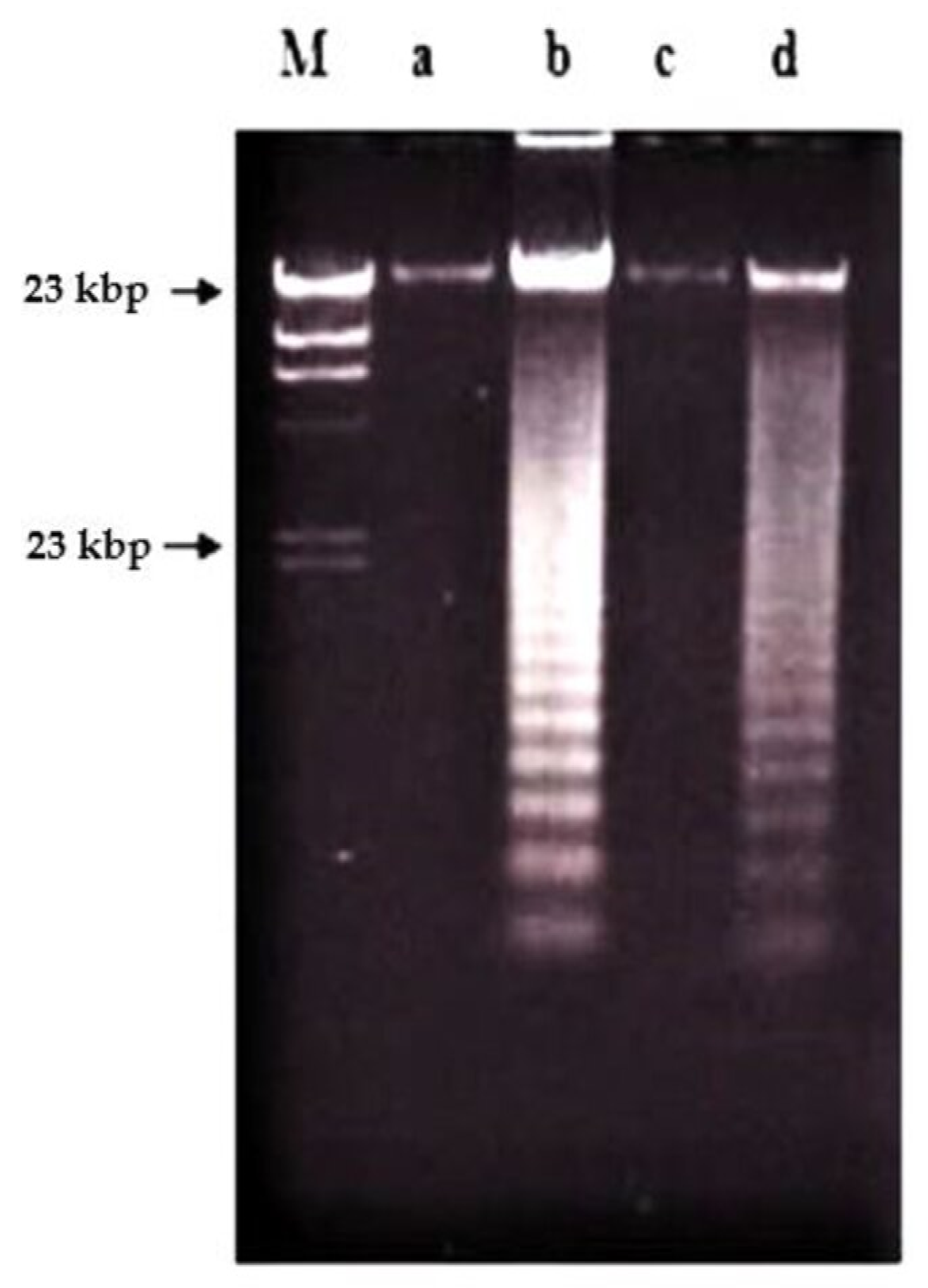 Molecules 26 01554 g011 Molecules 26 01554 g011