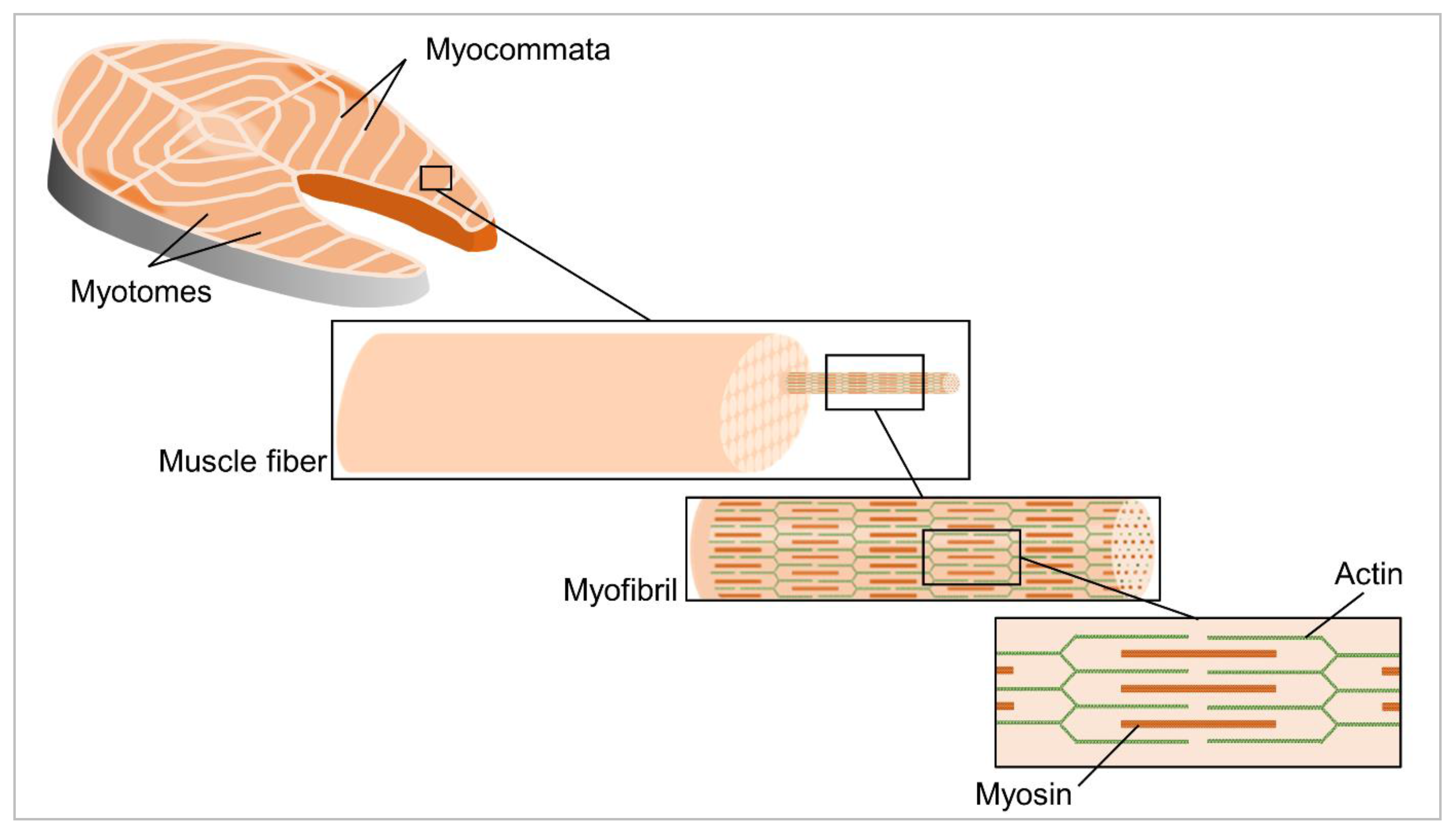 myotomes fish