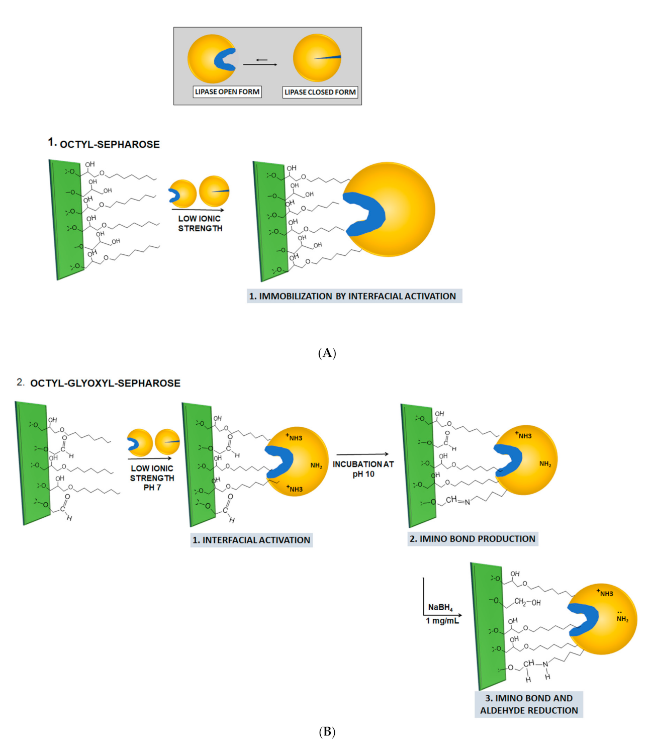 Molecules 26 01574 g001a Molecules 26 01574 g001a