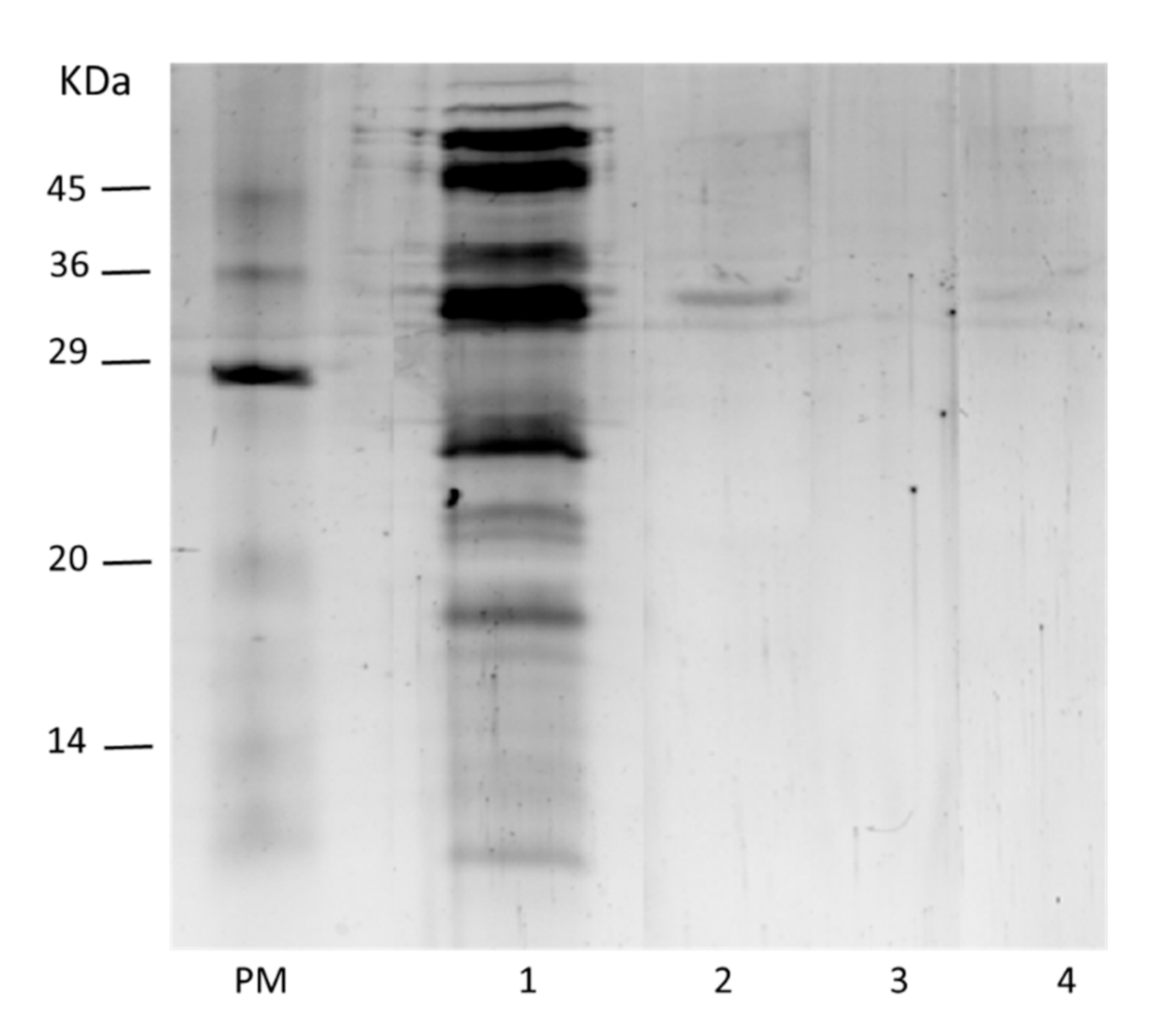 Molecules 26 01574 g003 Molecules 26 01574 g003