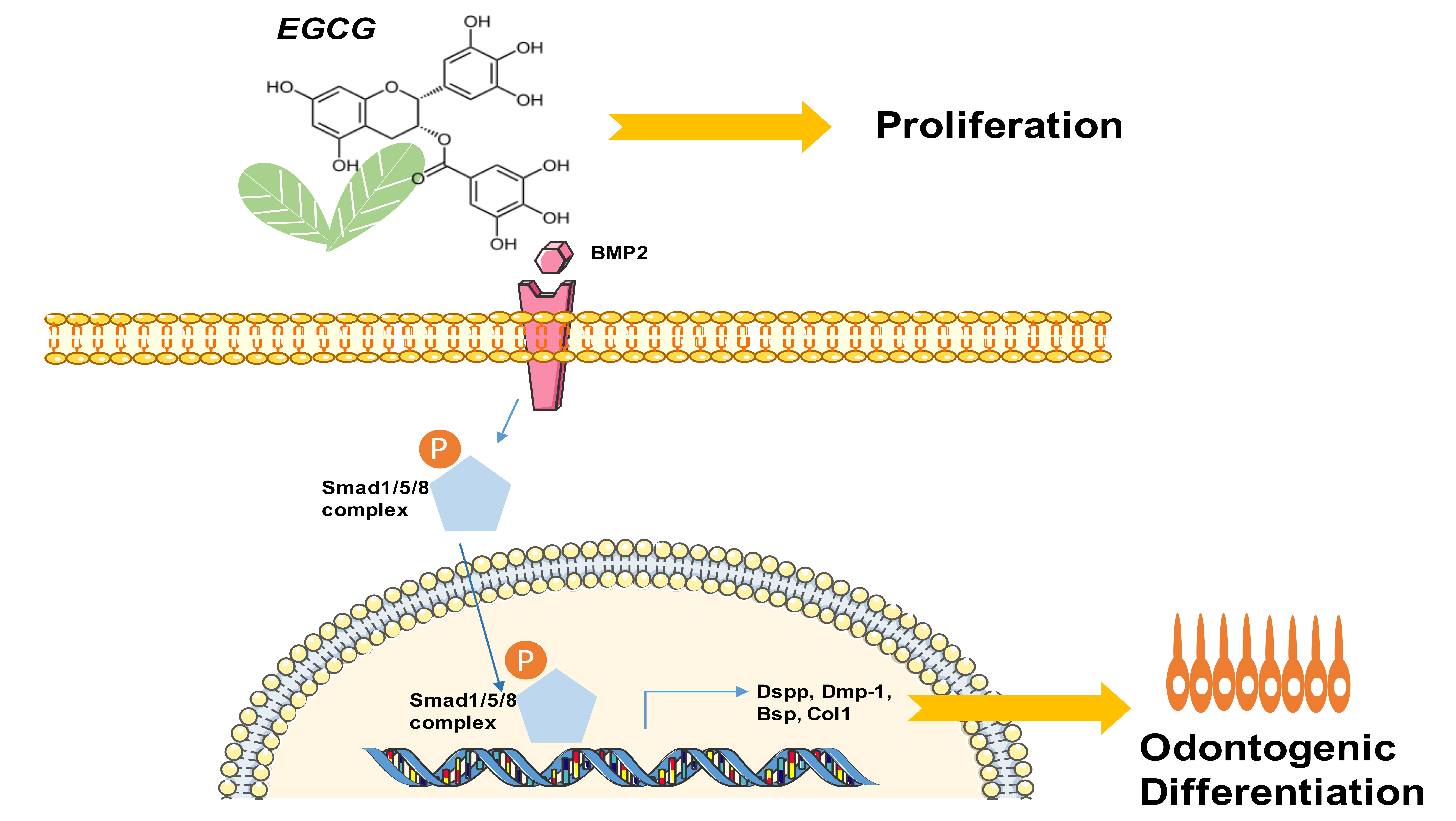 Molecules Free Full Text Epigallocatechin 3 Gallate Promotes Osteo Odontogenic Differentiation Of Stem Cells From The Apical Papilla Through Activating The Bmp Smad Signaling Pathway Html