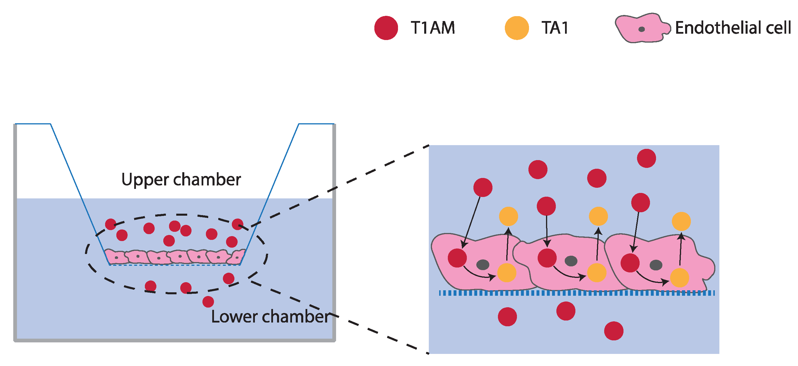 Molecules 26 01616 sch003