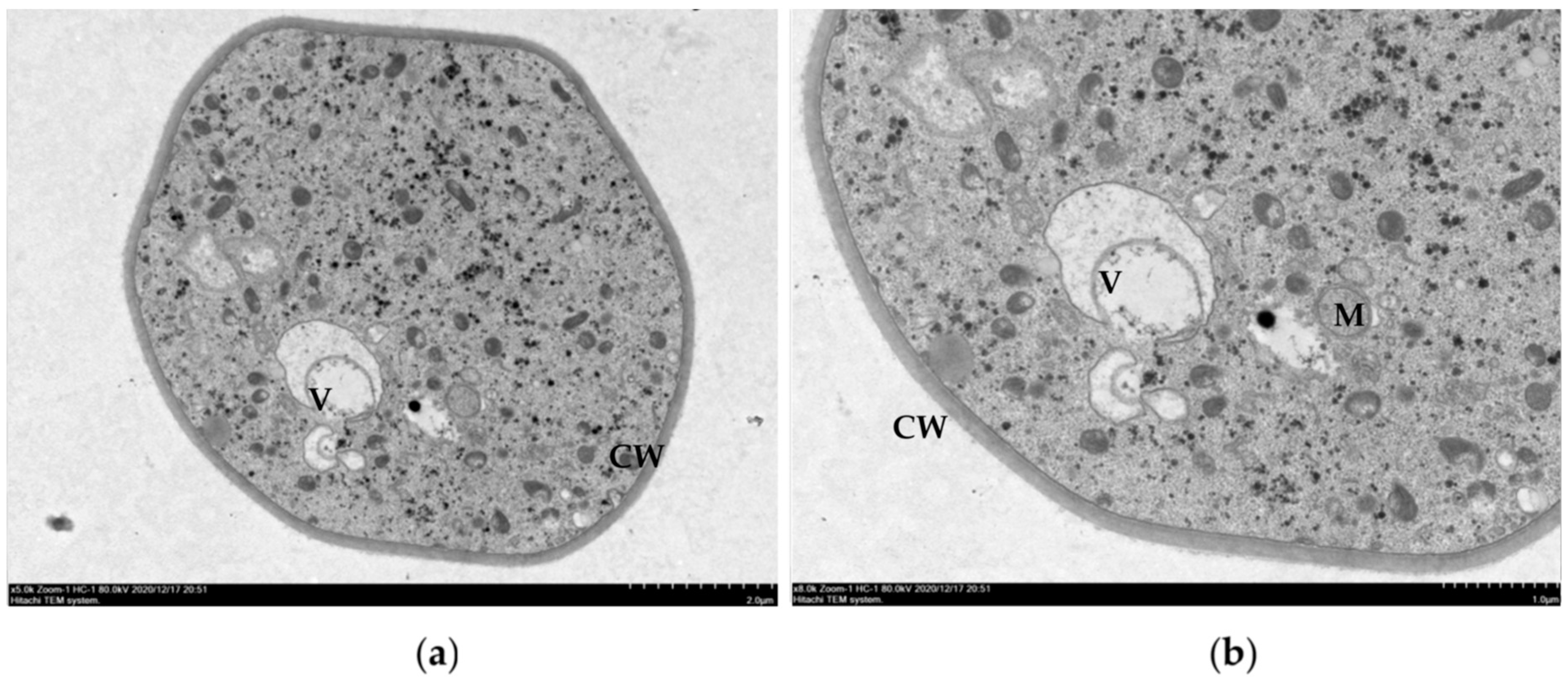 Molecules 26 01667 g003a