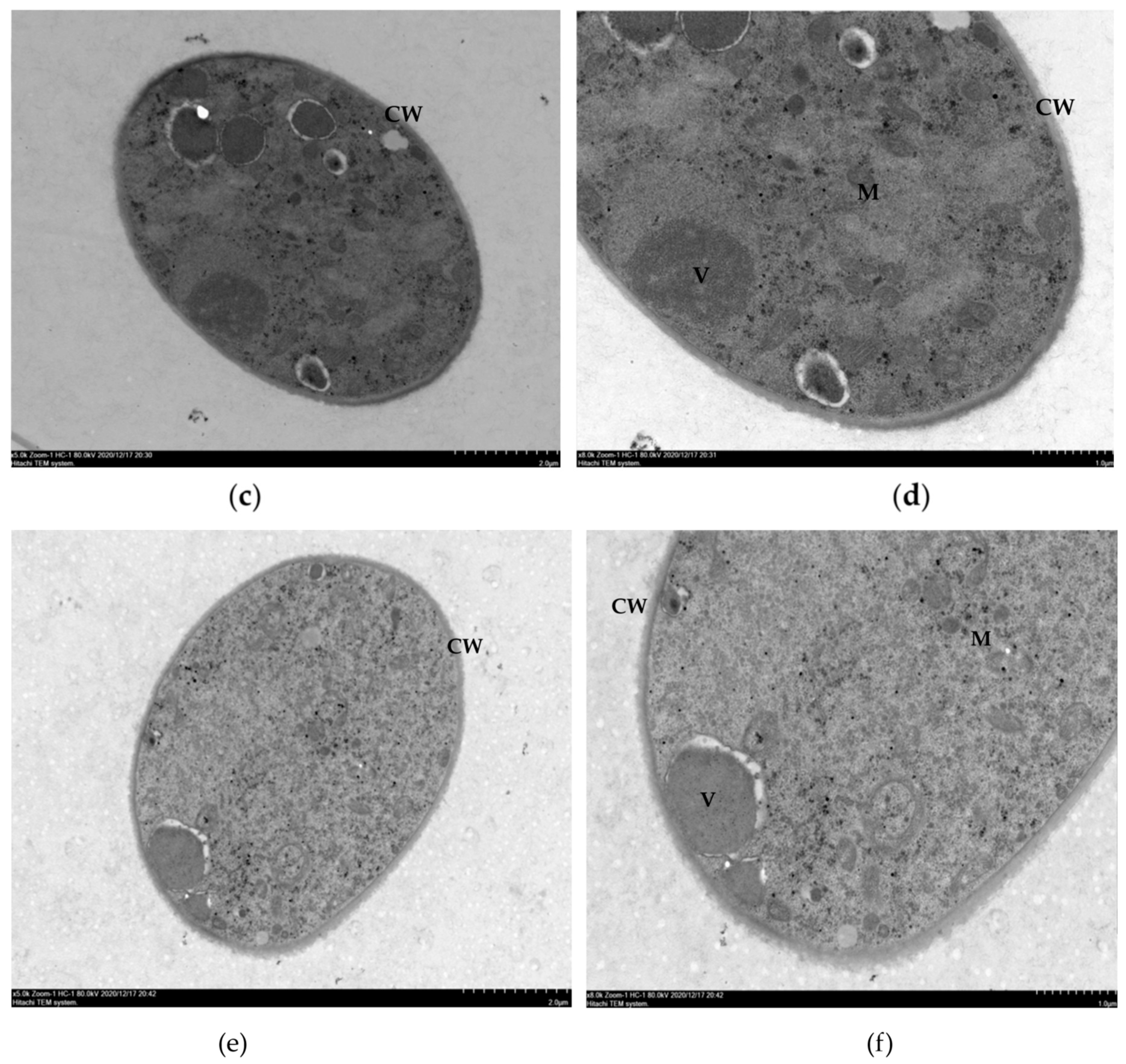 Molecules 26 01667 g003b