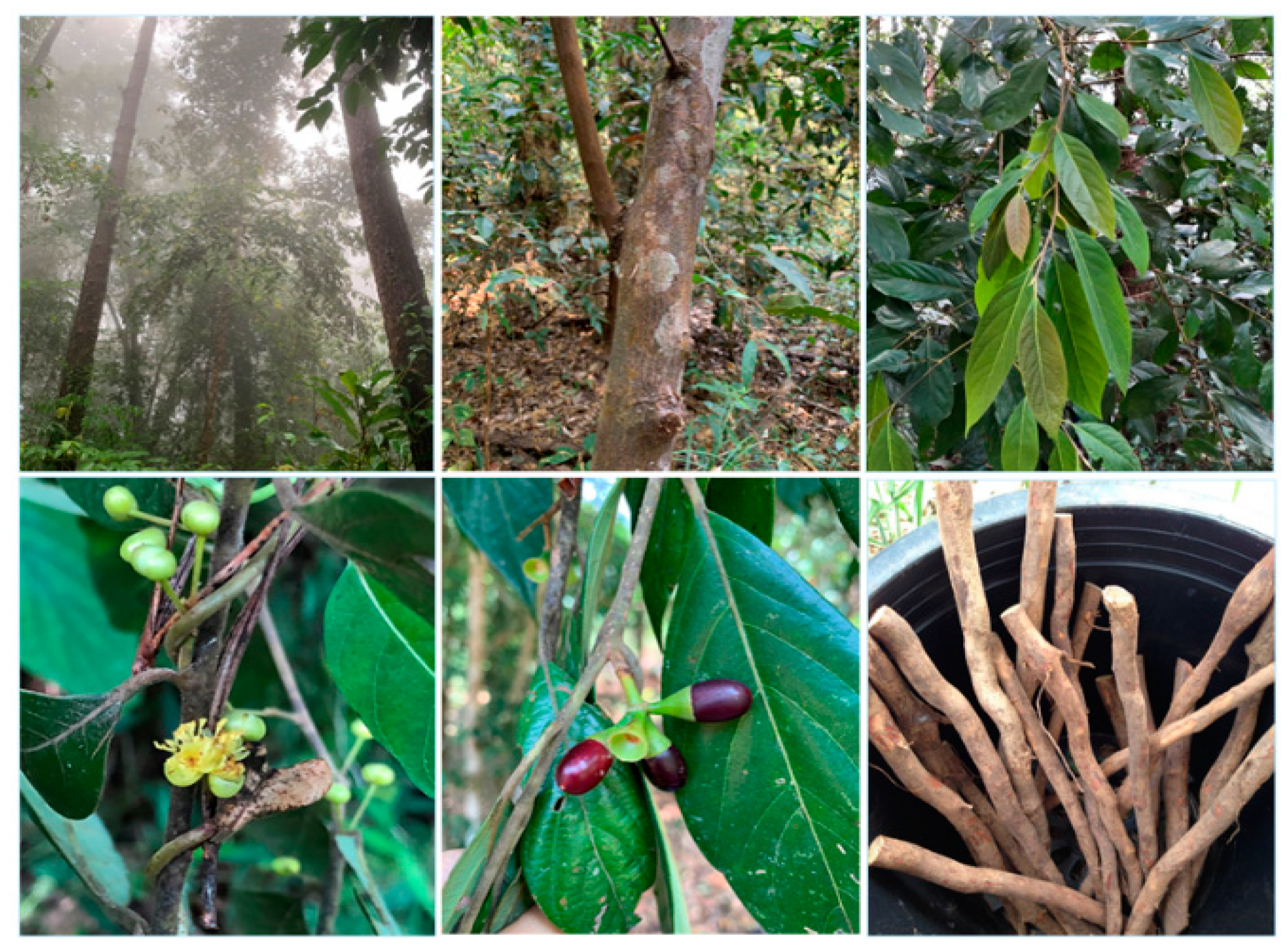 Molecules 26 01906 g001