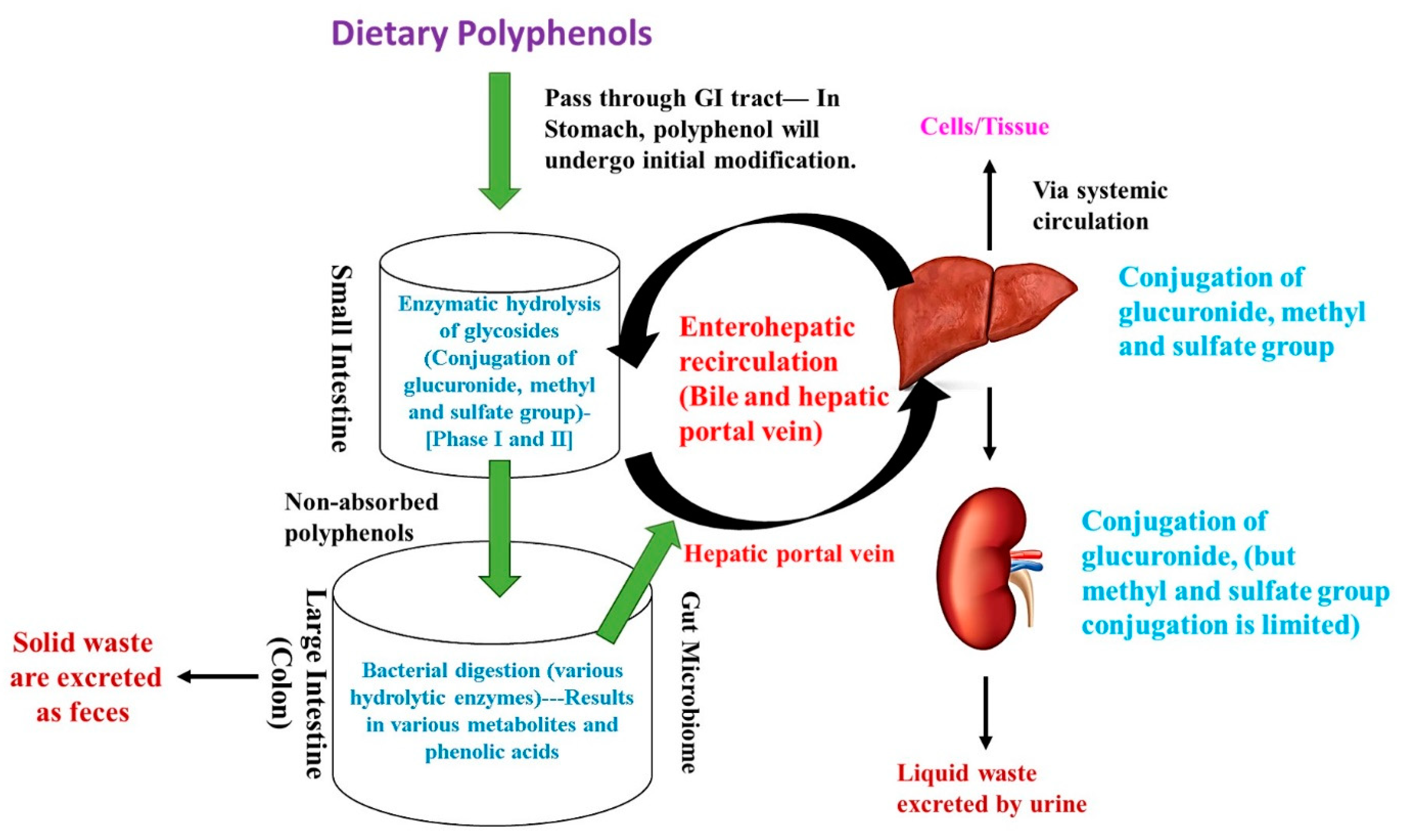 Polyphenols and digestion