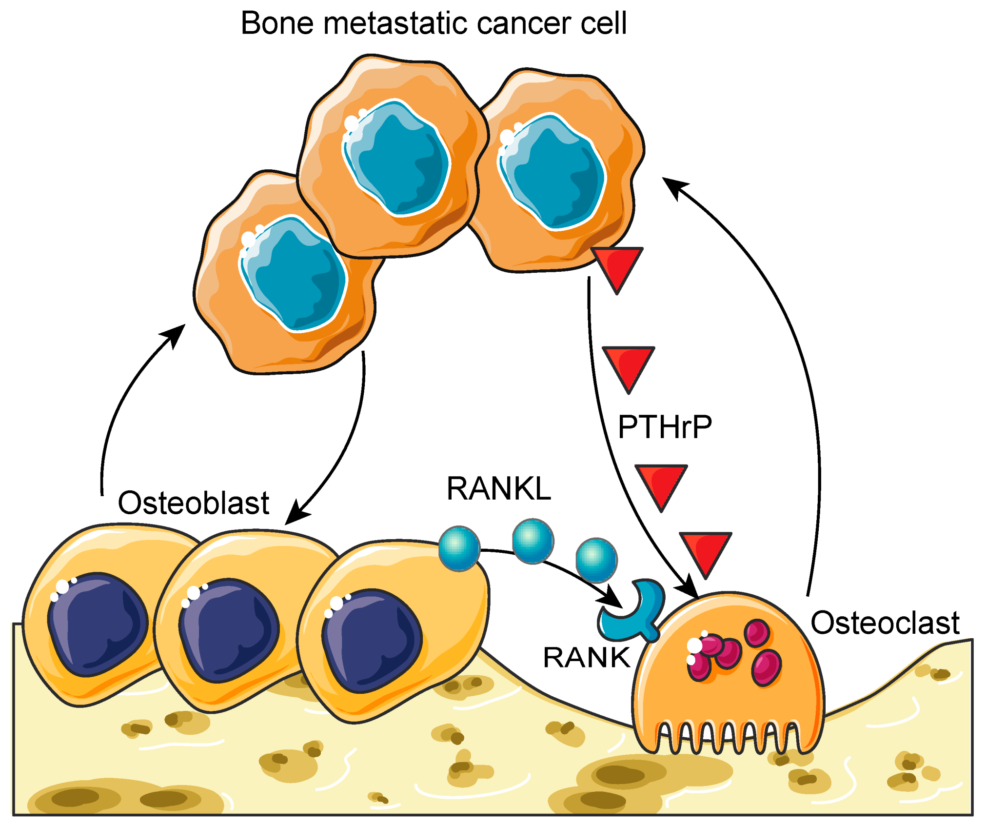 1969 metastatic tumors totes ticles deals routes of netastasis.j urol 1