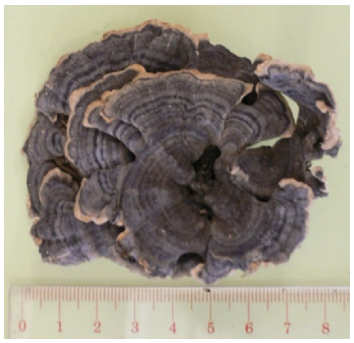 Molecules 26 02173 g001 Molecules 26 02173 g001