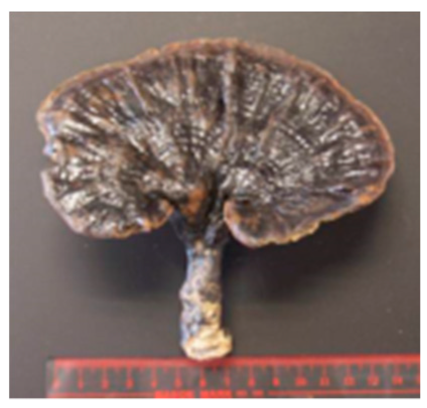 Molecules 26 02173 i003 Molecules 26 02173 i003