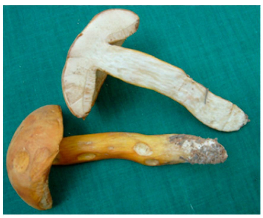 Molecules 26 02173 i004 Molecules 26 02173 i004