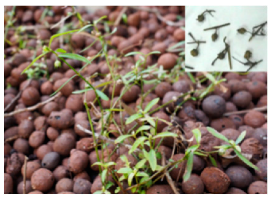 Molecules 26 02173 i008 Molecules 26 02173 i008