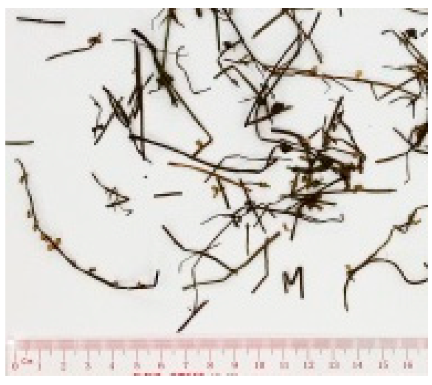 Molecules 26 02173 i009 Molecules 26 02173 i009