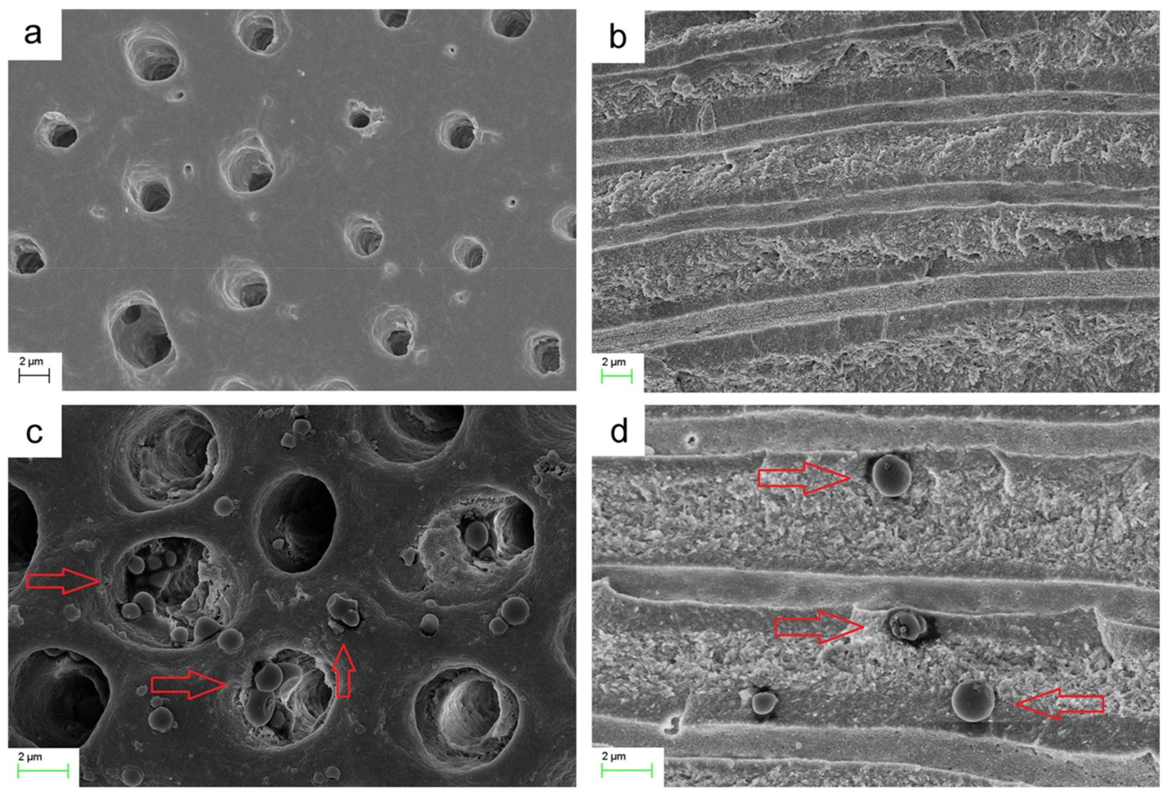 Molecules 26 02229 g005 Molecules 26 02229 g005