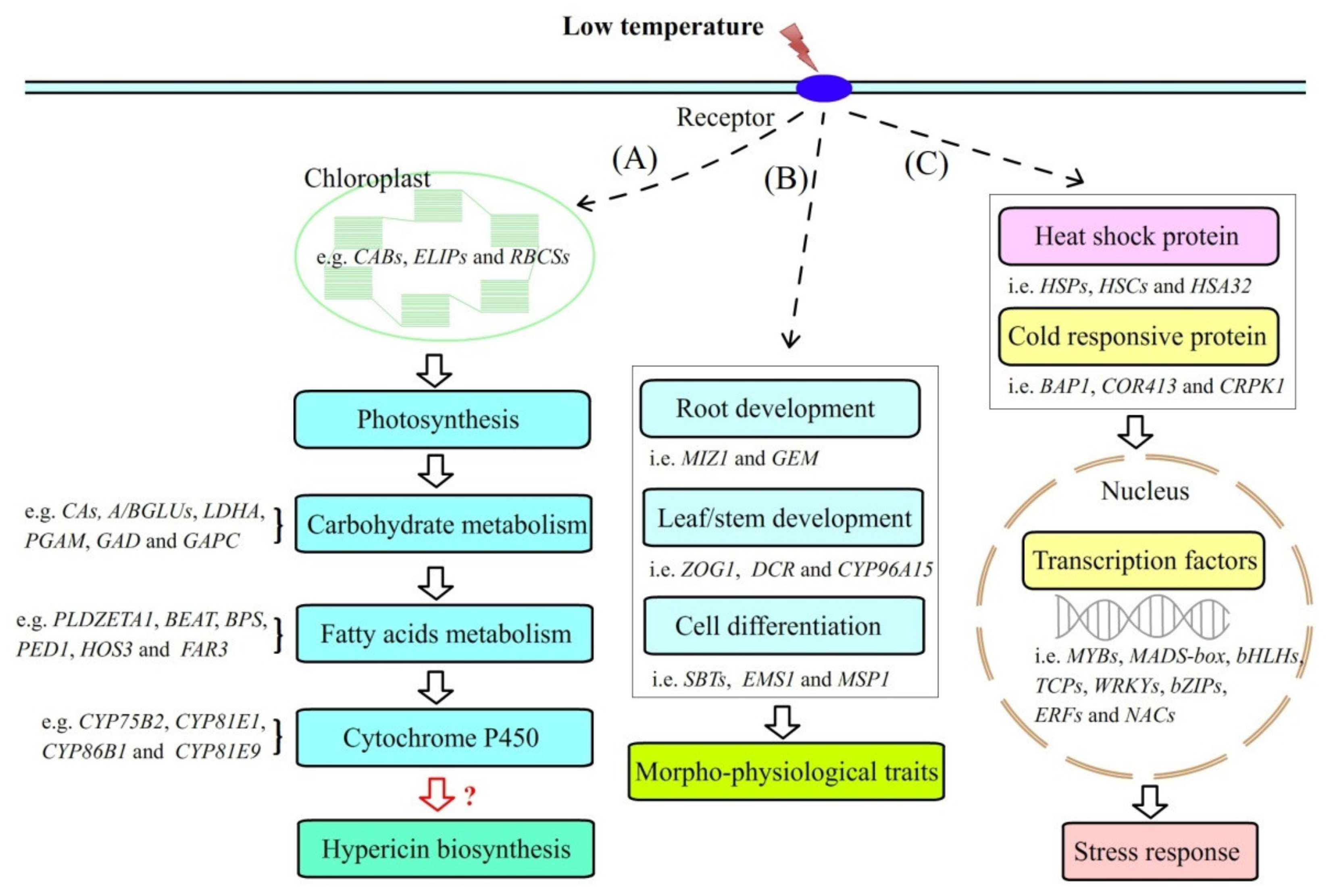 Molecules 26 02294 g007 Molecules 26 02294 g007