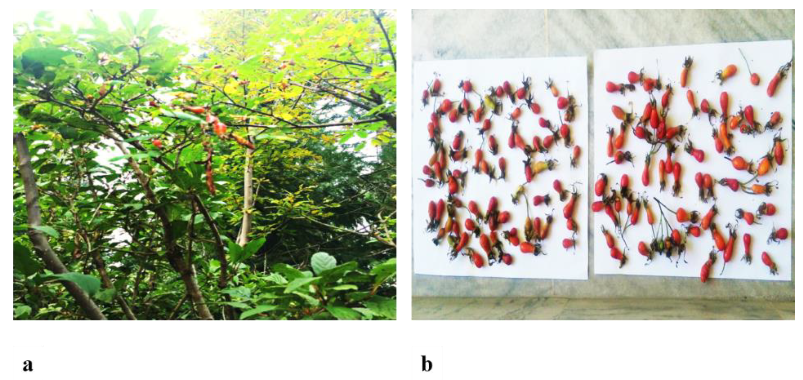 Molecules 26 02347 g011 Molecules 26 02347 g011