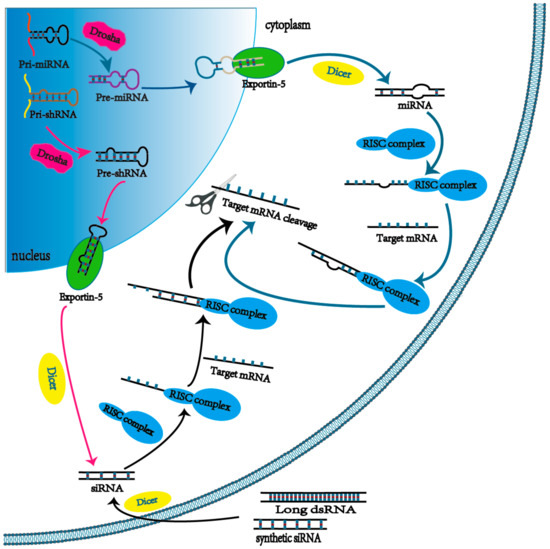 Molecules | Free Full-Text | Nanoparticles as Drug Delivery