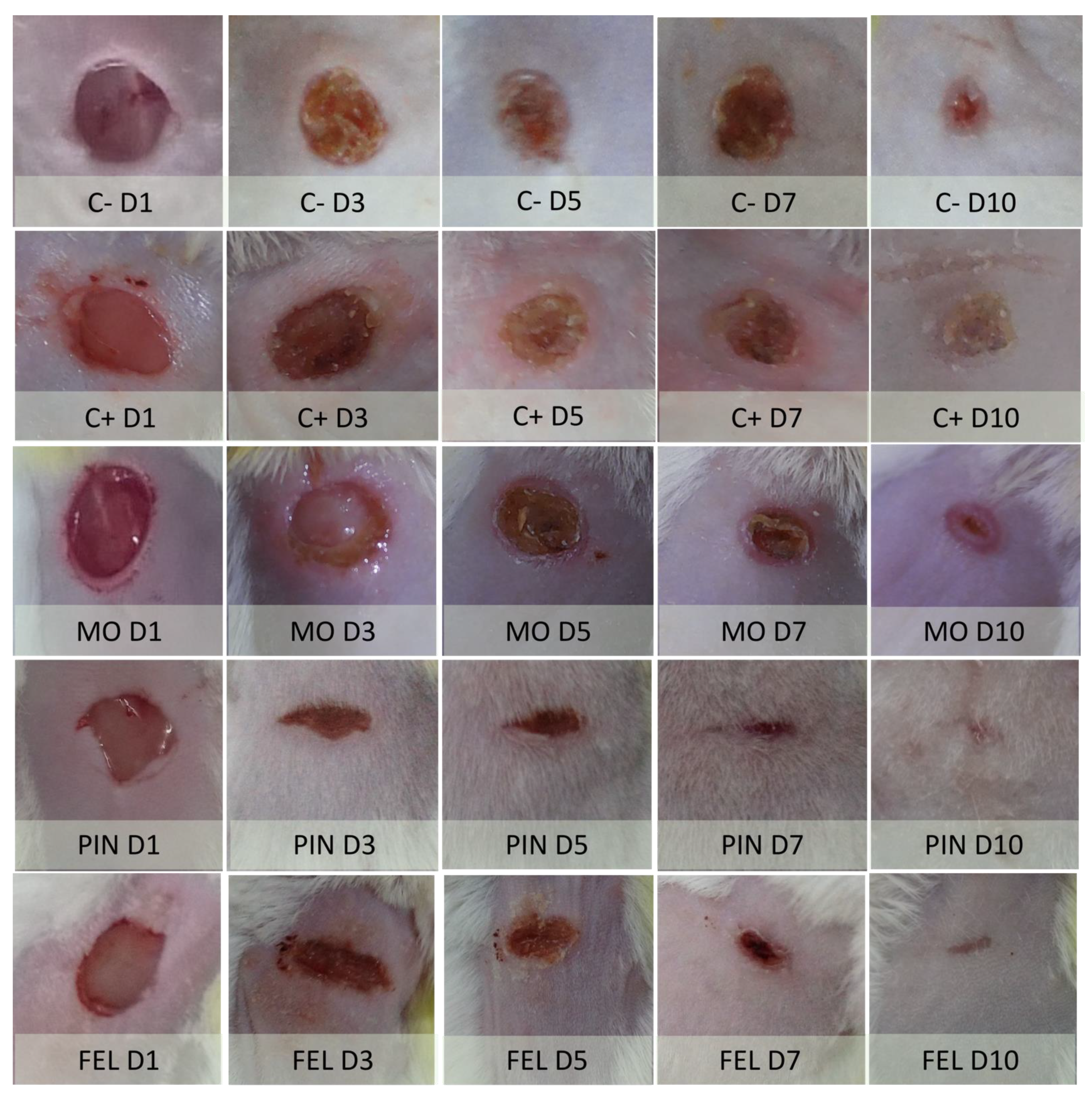 Molecules 26 02488 g007
