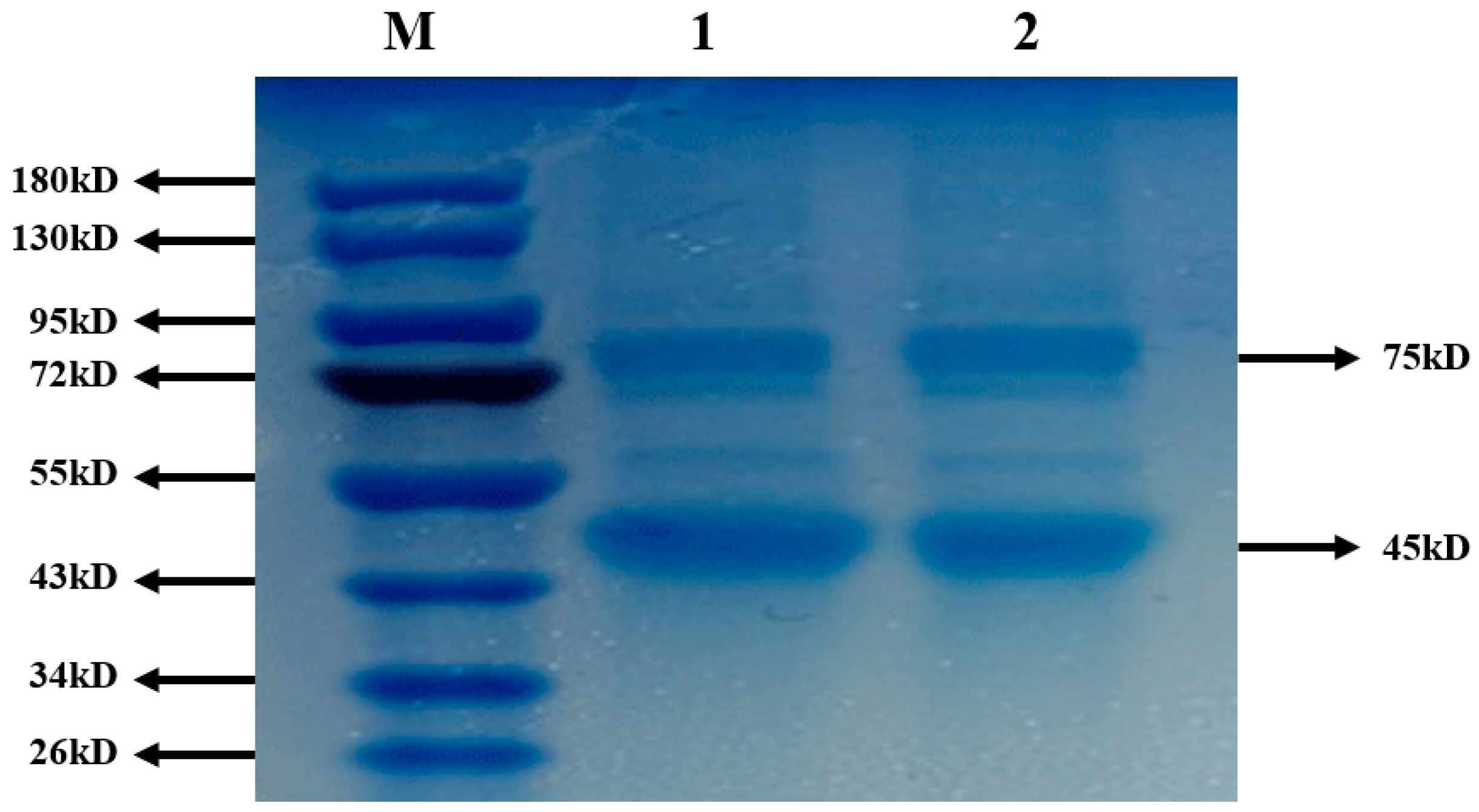 Molecules 26 02490 g007 Molecules 26 02490 g007