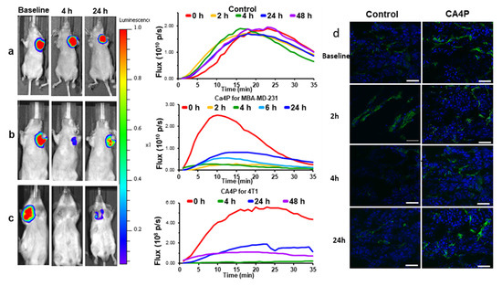 Molecules Free Full Text Non Invasive Evaluation Of Acute Effects Of Tubulin Binding Agents A Review Of Imaging Vascular Disruption In Tumors Html