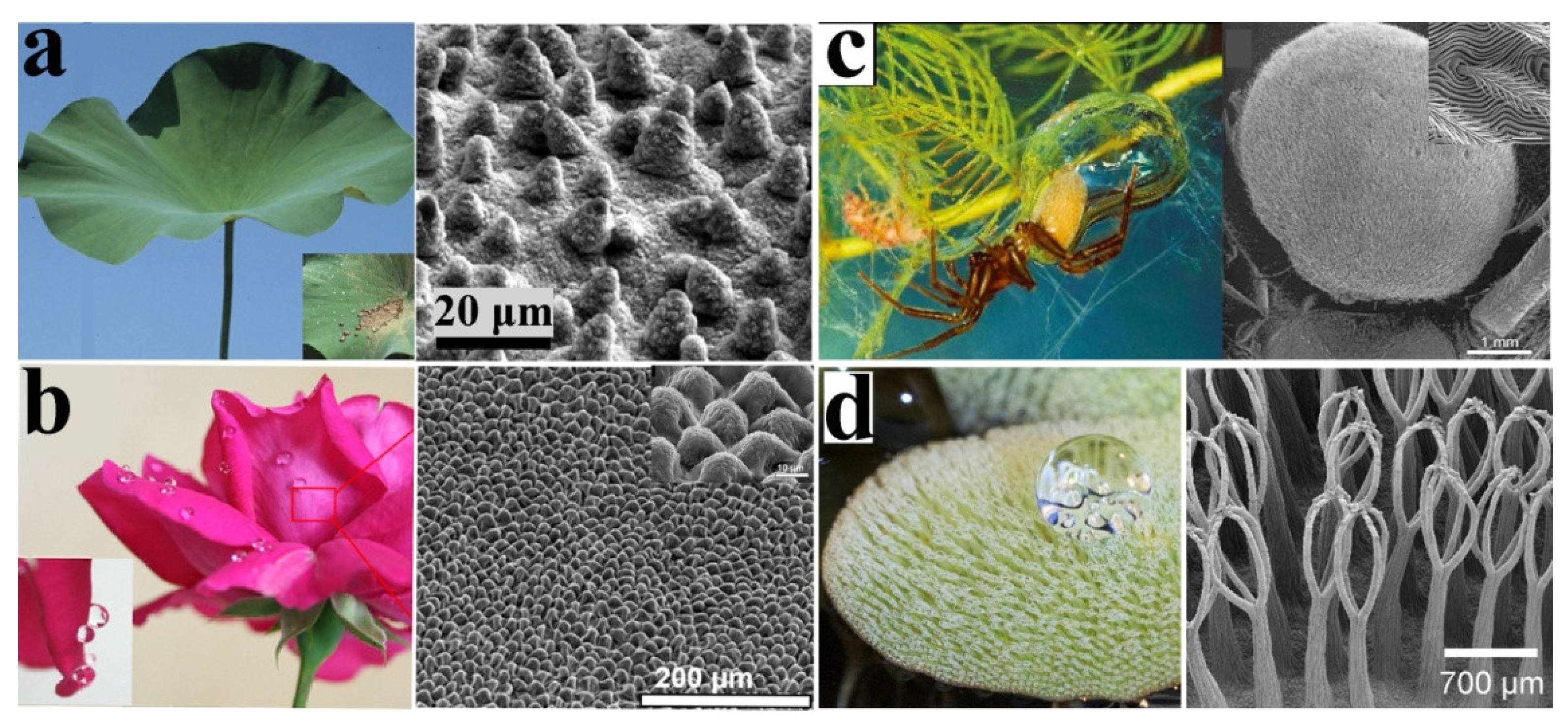 Molecules 26 02592 g005