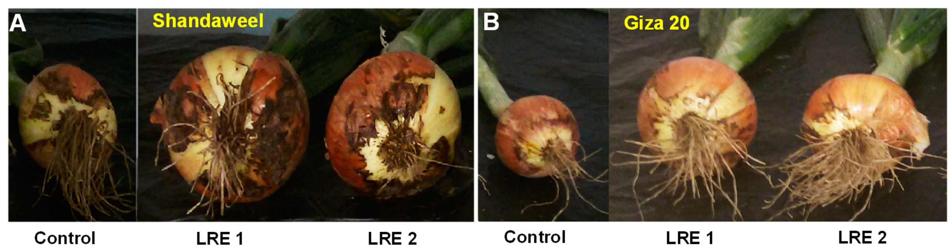 Molecules 26 02633 g006 Molecules 26 02633 g006