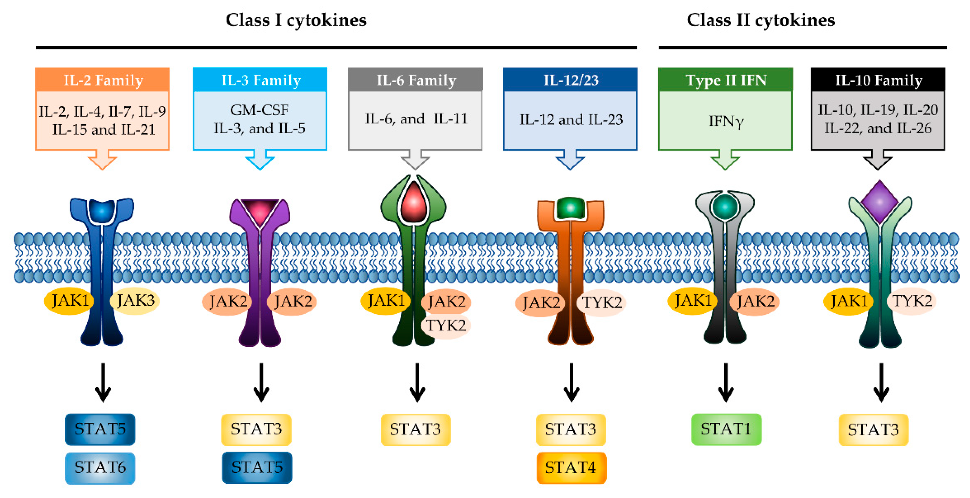 Molecules | Free Full-Text | Phytochemicals Targeting JAK–STAT 