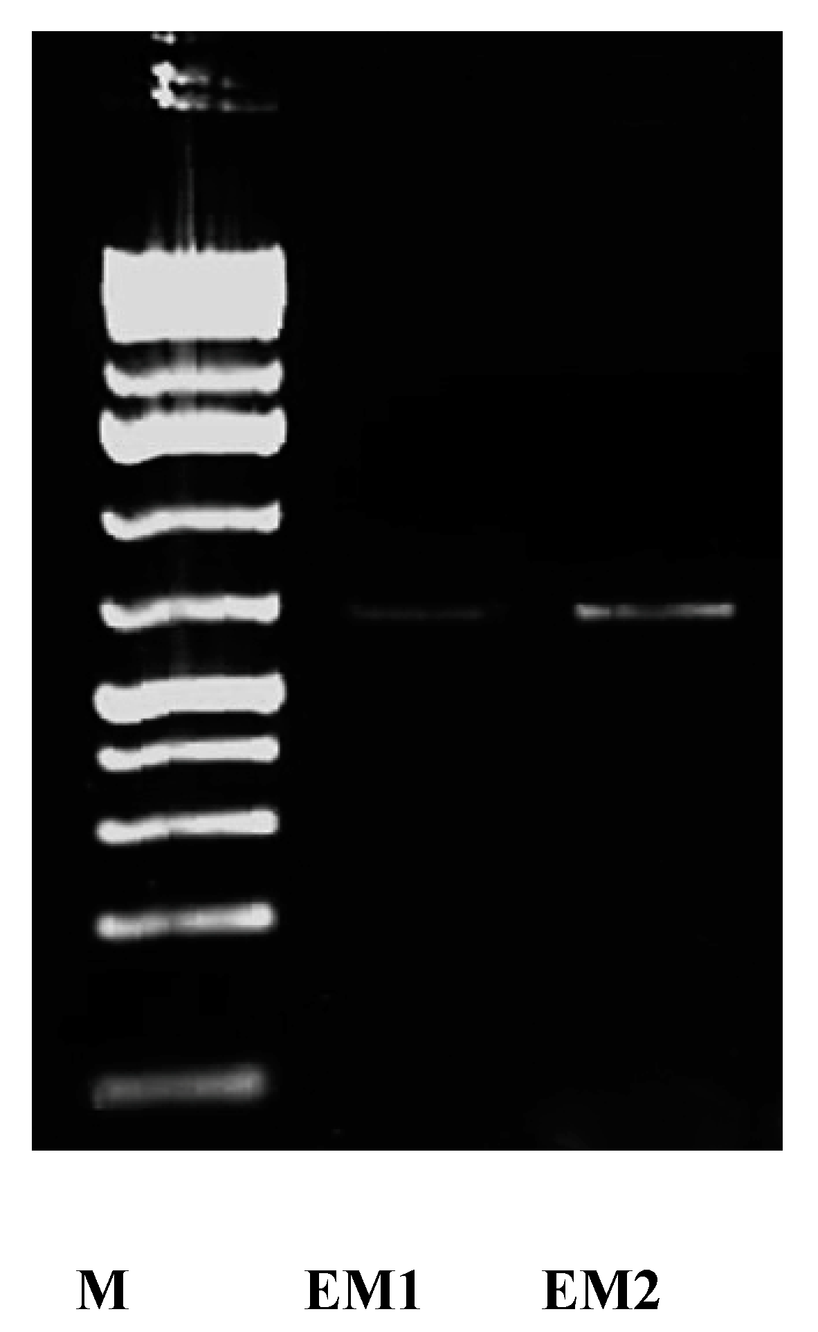 Molecules 26 03027 g005