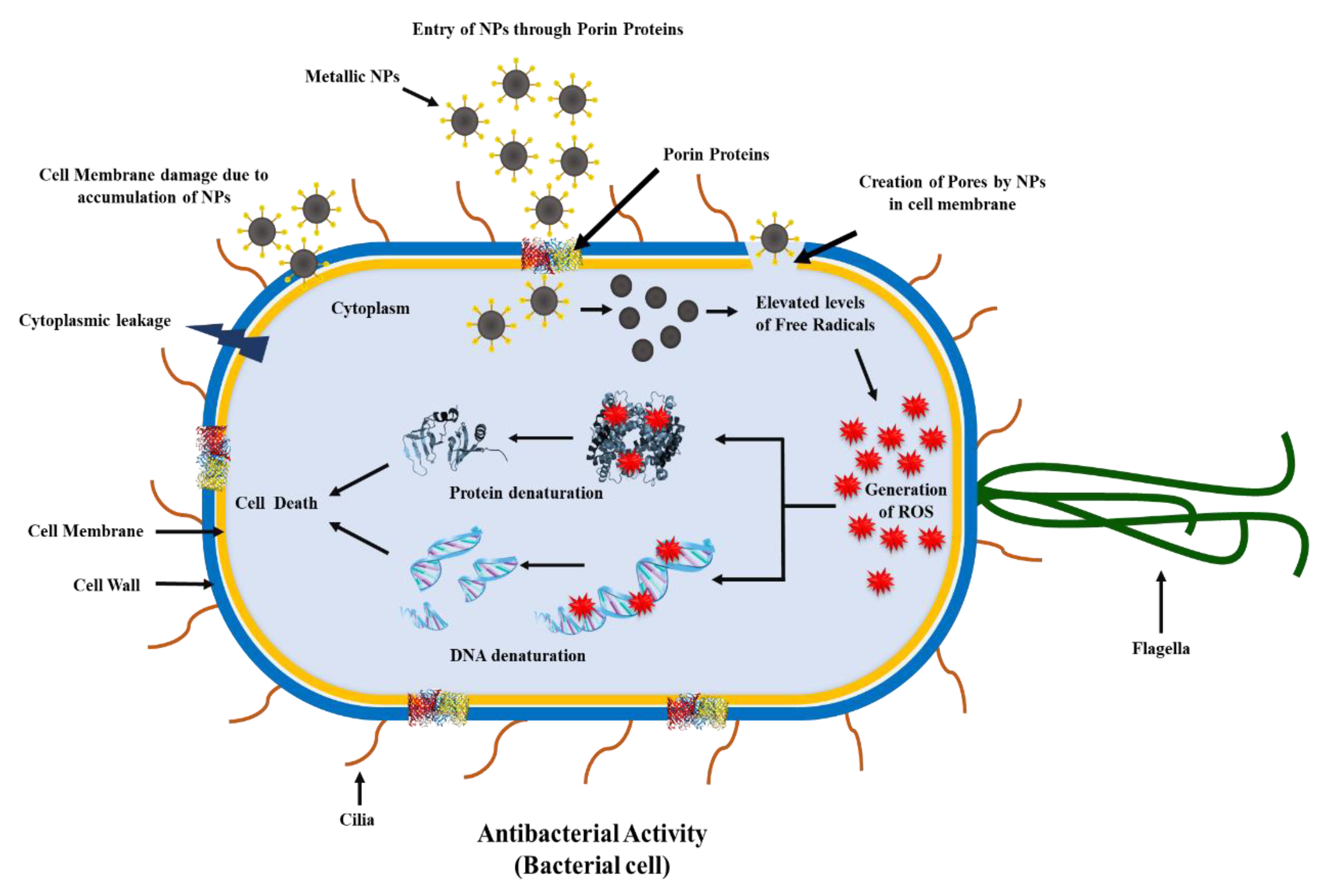 Antibacterial activity. Metal Nanoparticles. Lactoferrin Antibacterial activity. Antibacterial applications of nanodiamonds зкщеуы. Metal Nanoparticles properties.