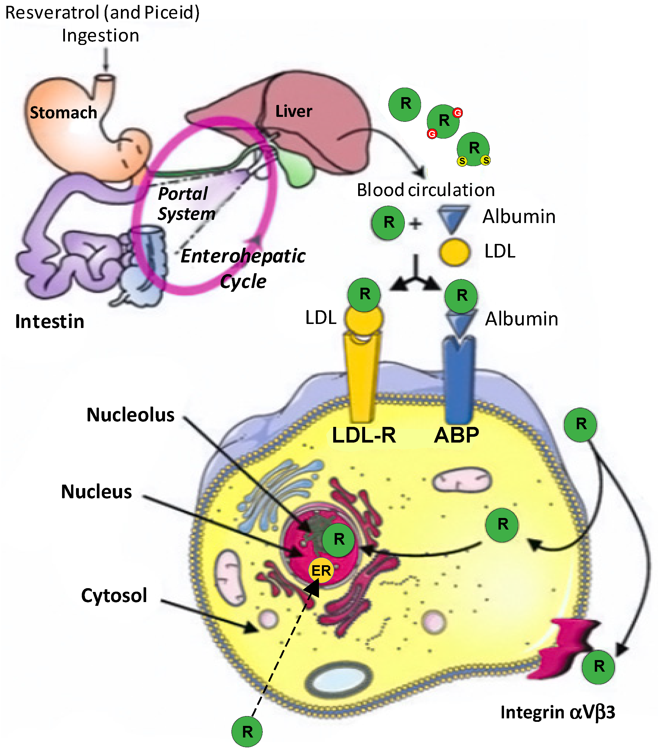 Molecules | Free Full-Text | Polyphenols of the Mediterranean Diet and  Their Metabolites in the Prevention of Colorectal Cancer