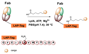 Molecules 26 03492 i052