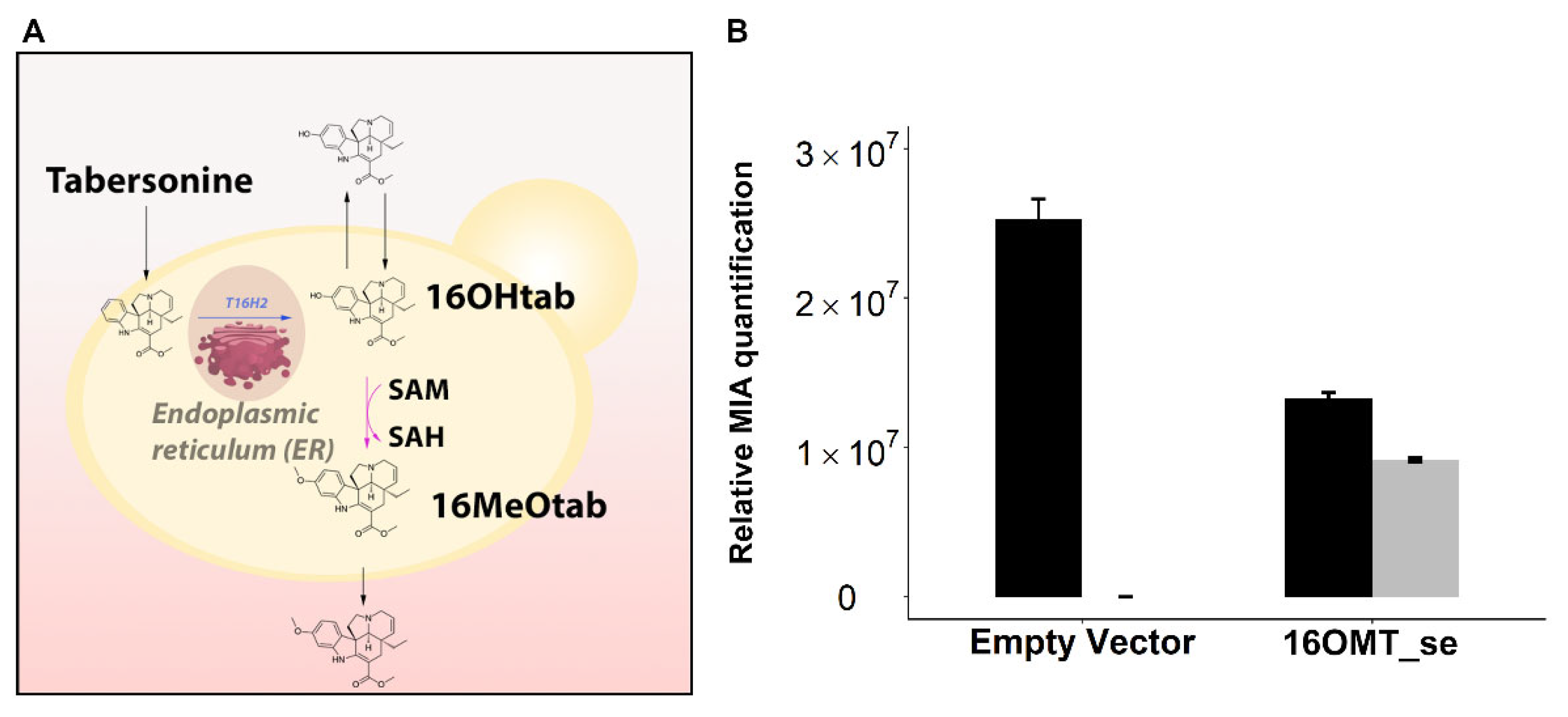 Molecules 26 03596 g004 Molecules 26 03596 g004
