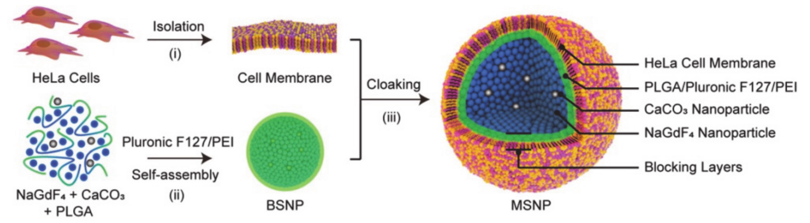 Molecules 26 03610 g004 Molecules 26 03610 g004