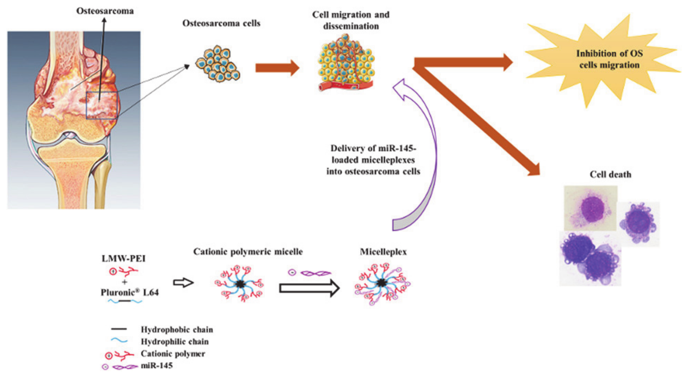 Molecules 26 03610 g011 Molecules 26 03610 g011