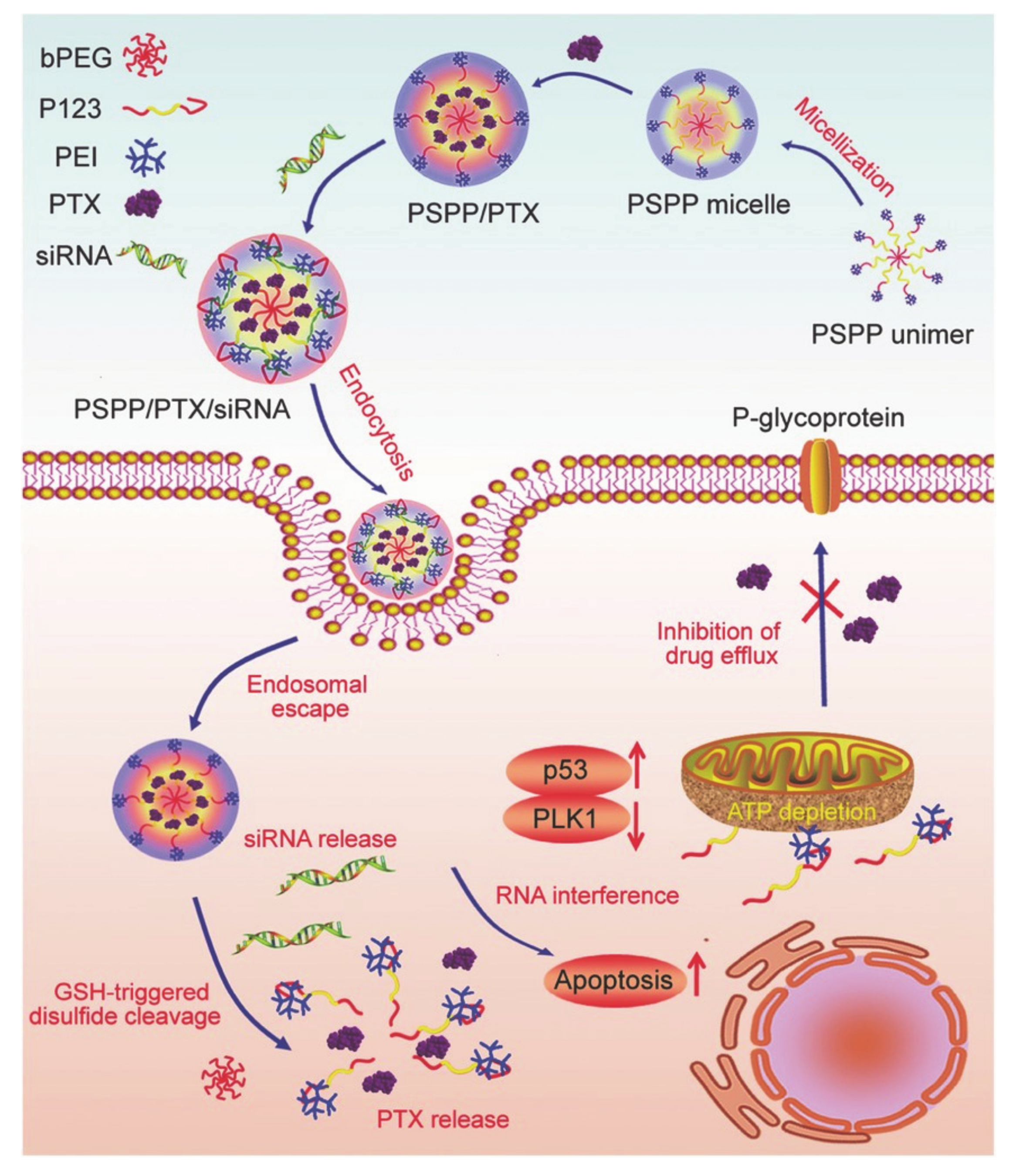 Molecules 26 03610 g017 Molecules 26 03610 g017