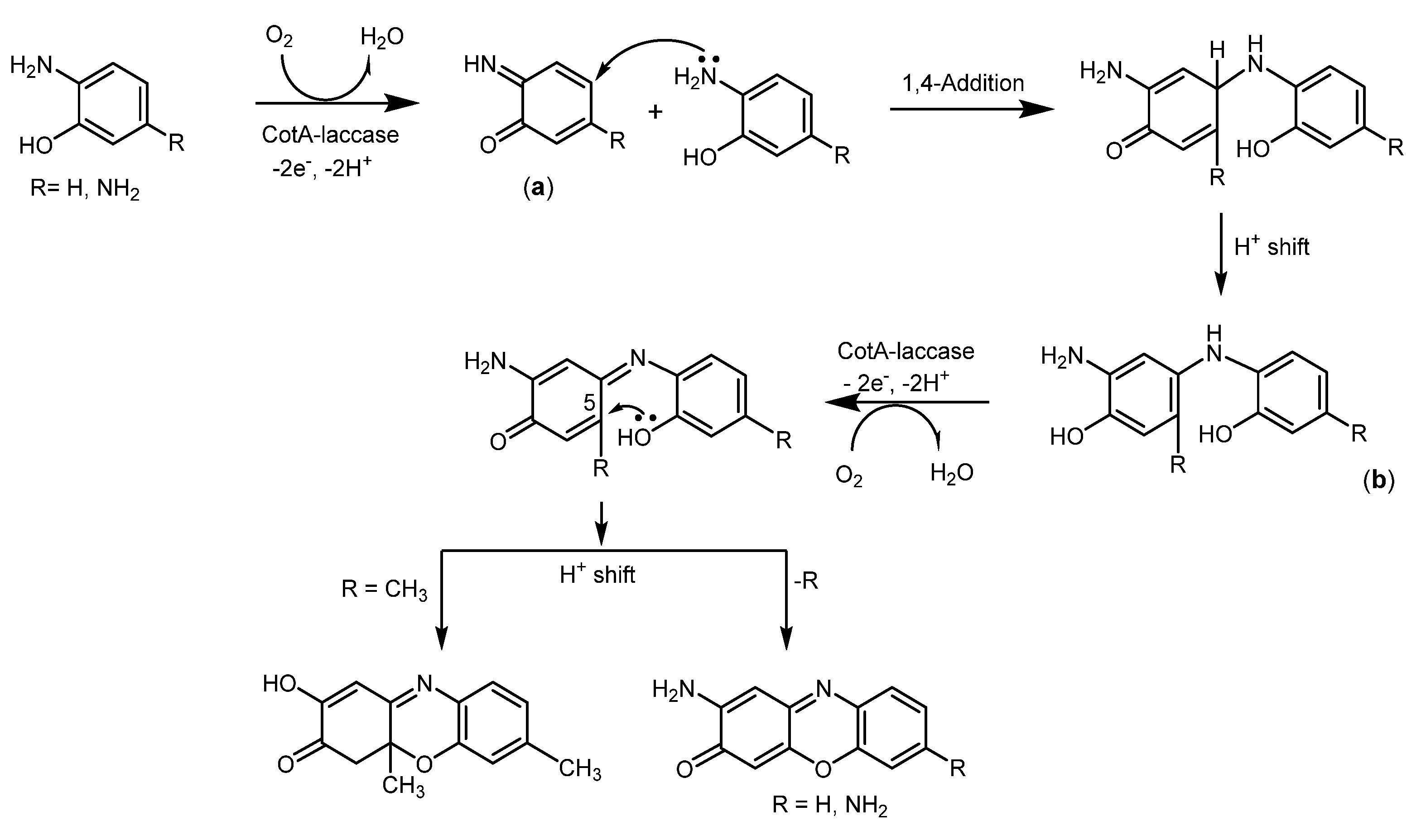 Molecules 26 03719 sch015 Molecules 26 03719 sch015