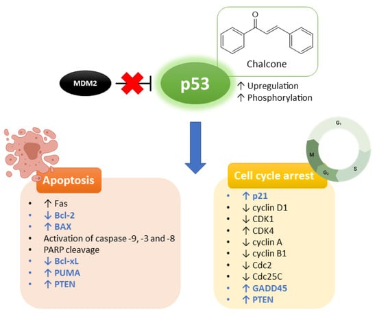 Molecules | Free Full-Text | Chalcones as Promising Antitumor