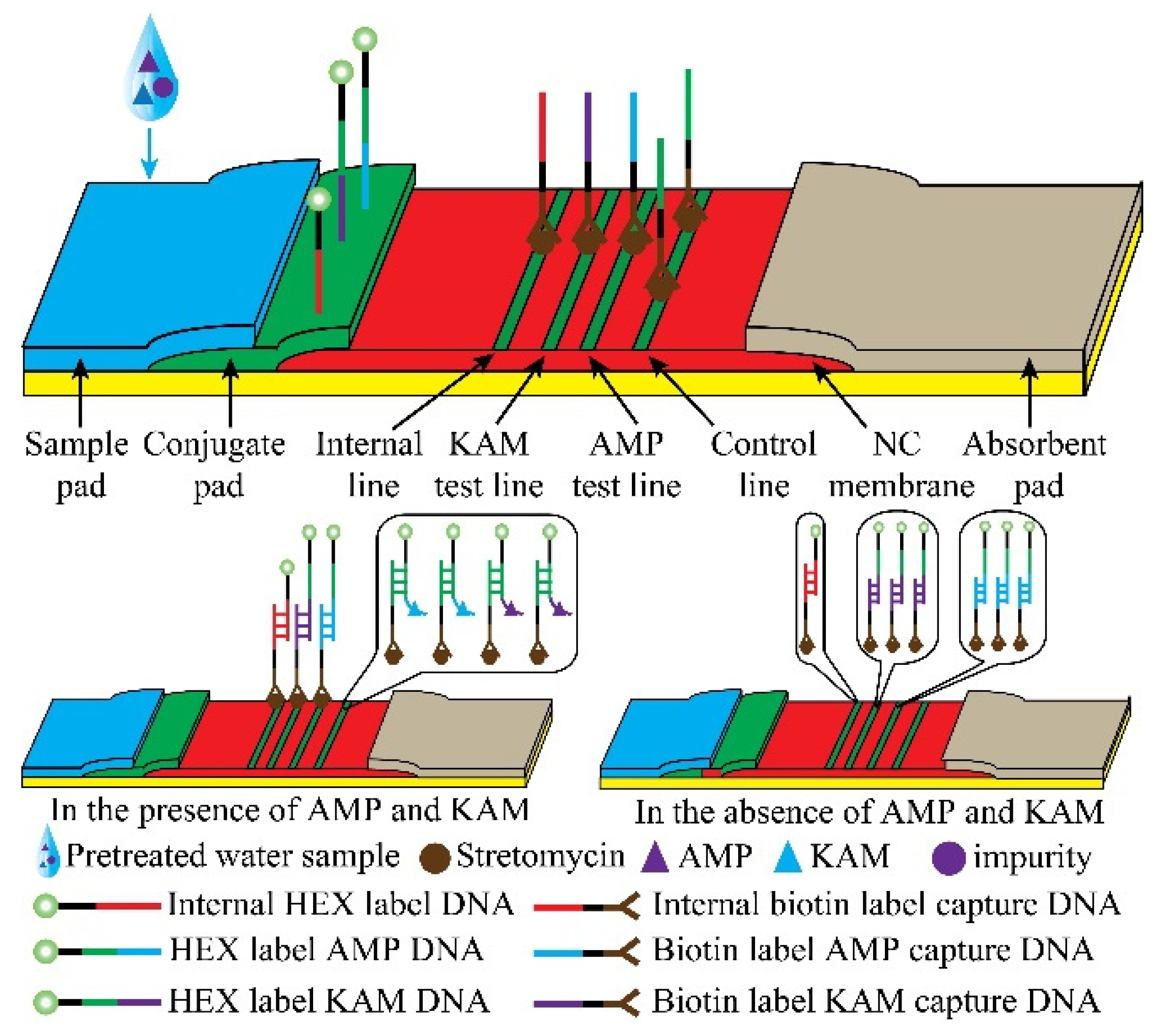 Molecules 26 03806 g001