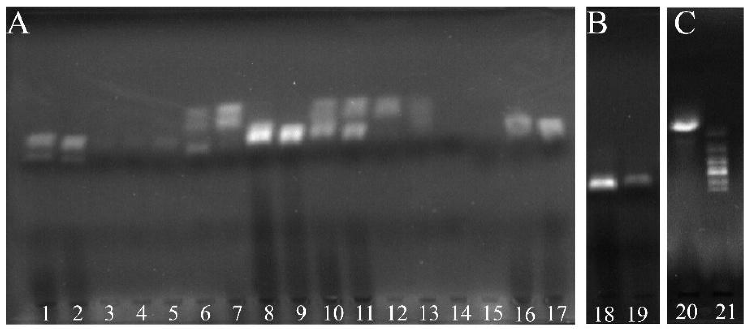 Molecules 26 03806 g002