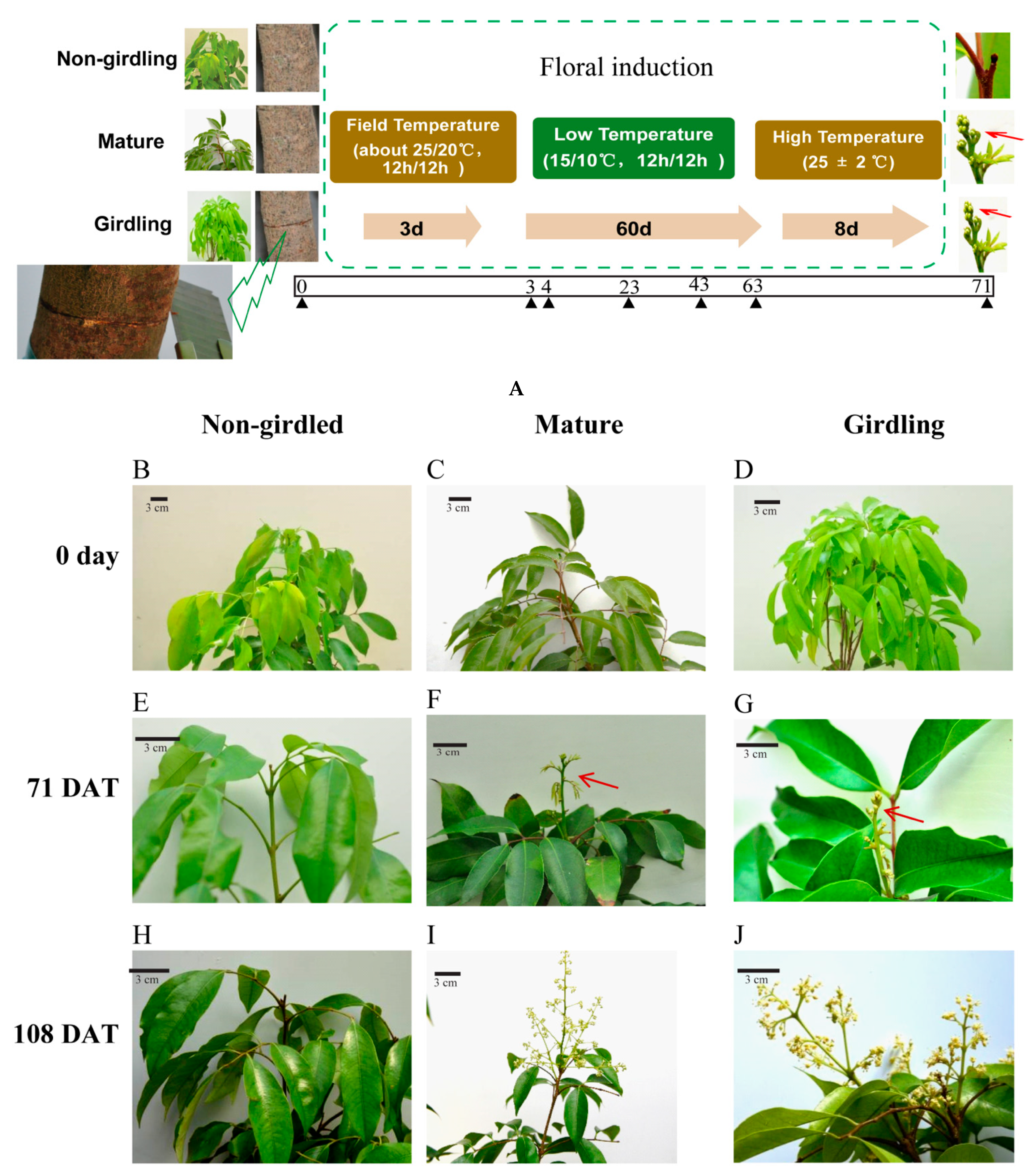 Molecules 26 04048 g001
