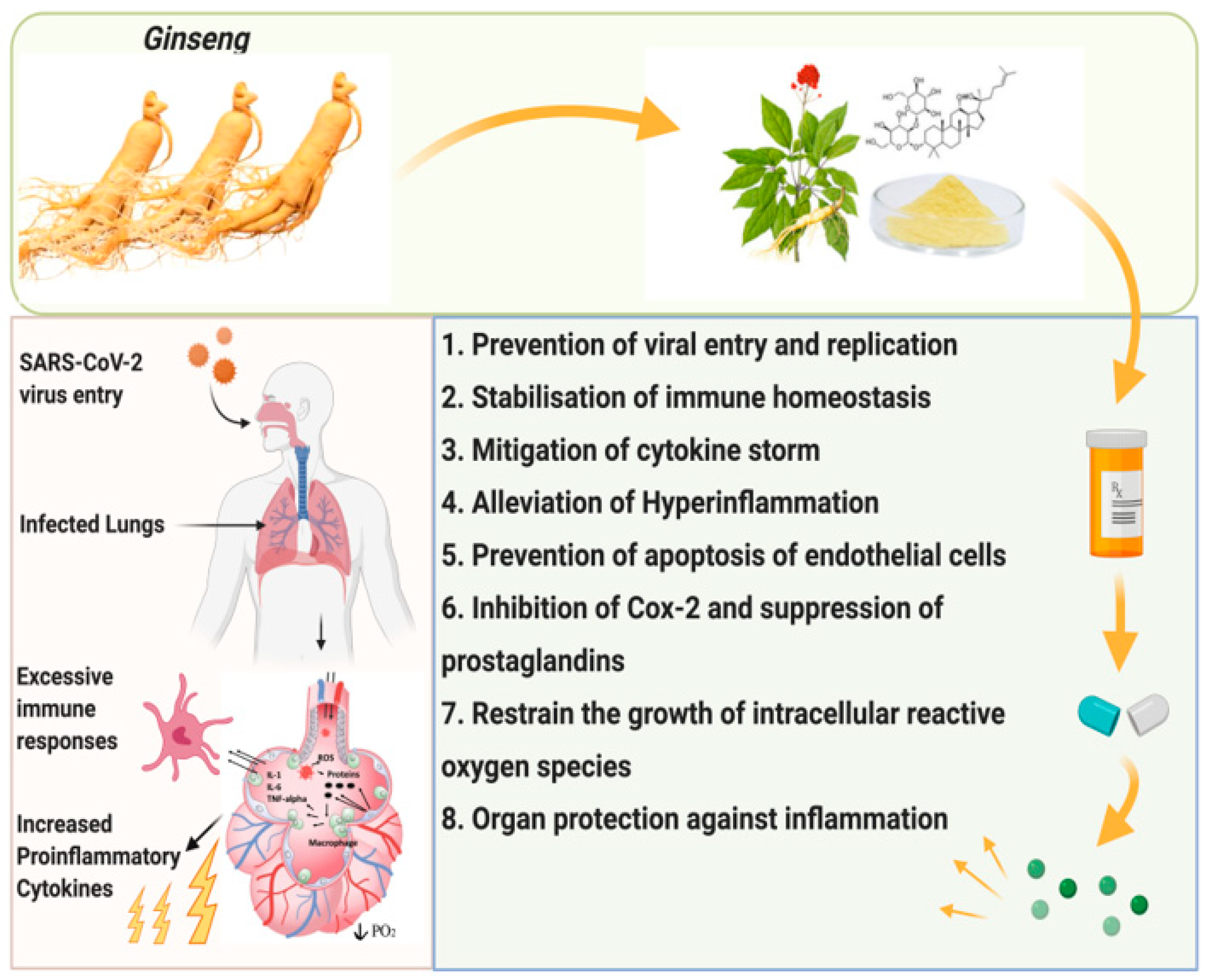 Ginseng for respiratory health