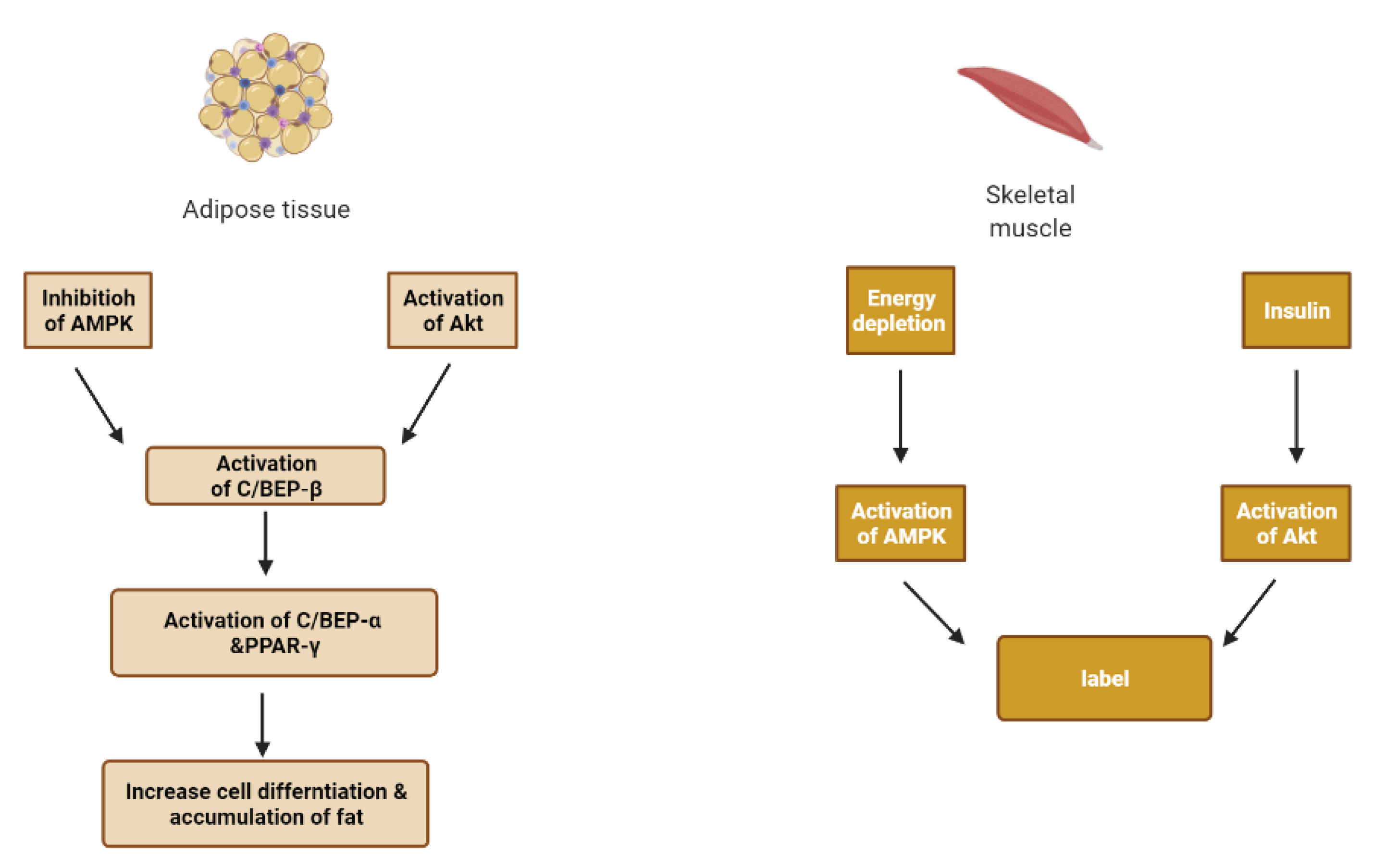 Molecules 26 04333 g009