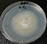 Molecules 26 04595 i001 Molecules 26 04595 i001