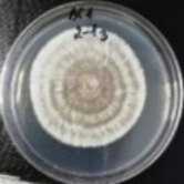 Molecules 26 04595 i002 Molecules 26 04595 i002