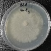 Molecules 26 04595 i003 Molecules 26 04595 i003