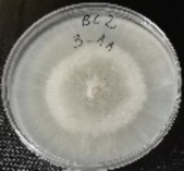 Molecules 26 04595 i004 Molecules 26 04595 i004