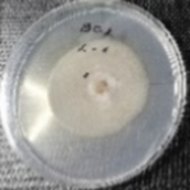 Molecules 26 04595 i005 Molecules 26 04595 i005